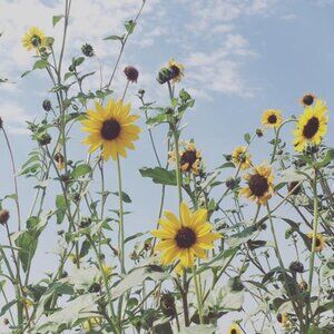 Meet your Posher, Lahna